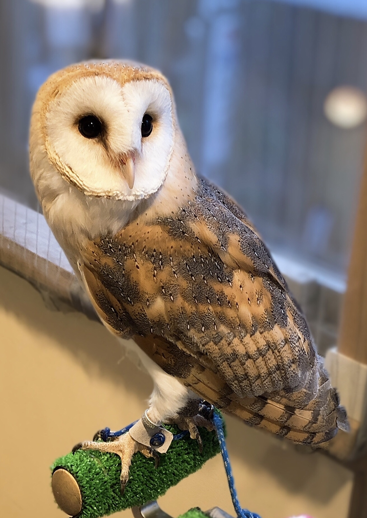 フクロウカフェ&バー 格闘梟