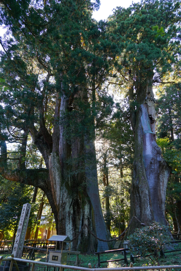 杉の大杉の写真 ©r18 INO (PACHIMO)(CC BY 3.0)