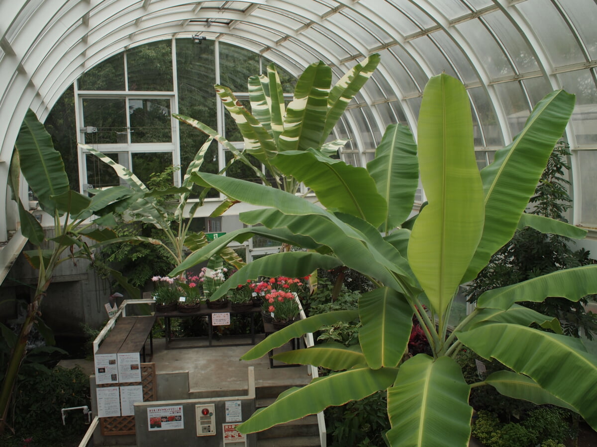 水戸市植物公園の写真 ©Takashi.koike(CC BY 3.0)