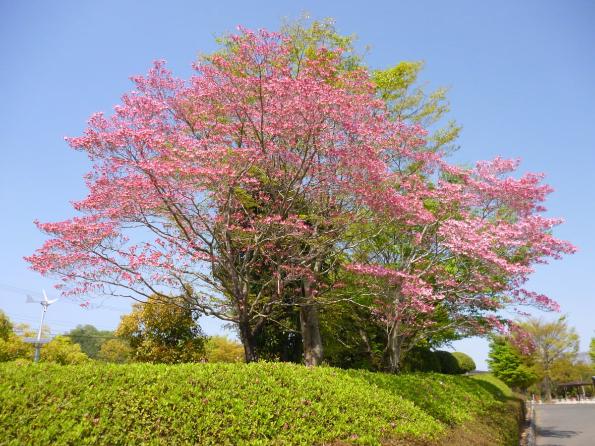 上野公園の写真 