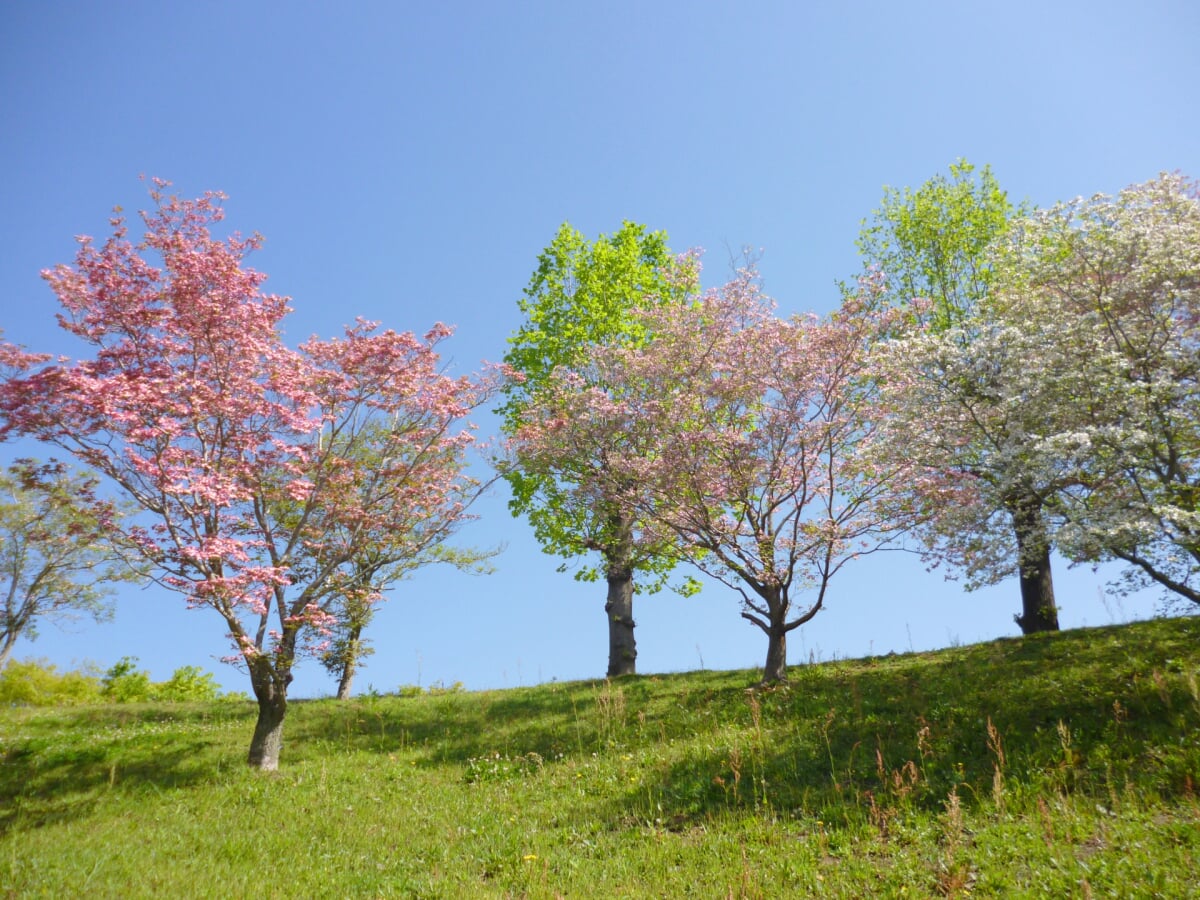 上野公園の写真 