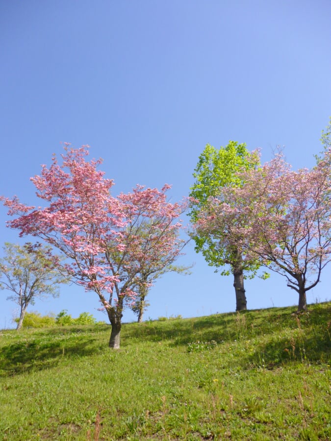上野公園の写真 