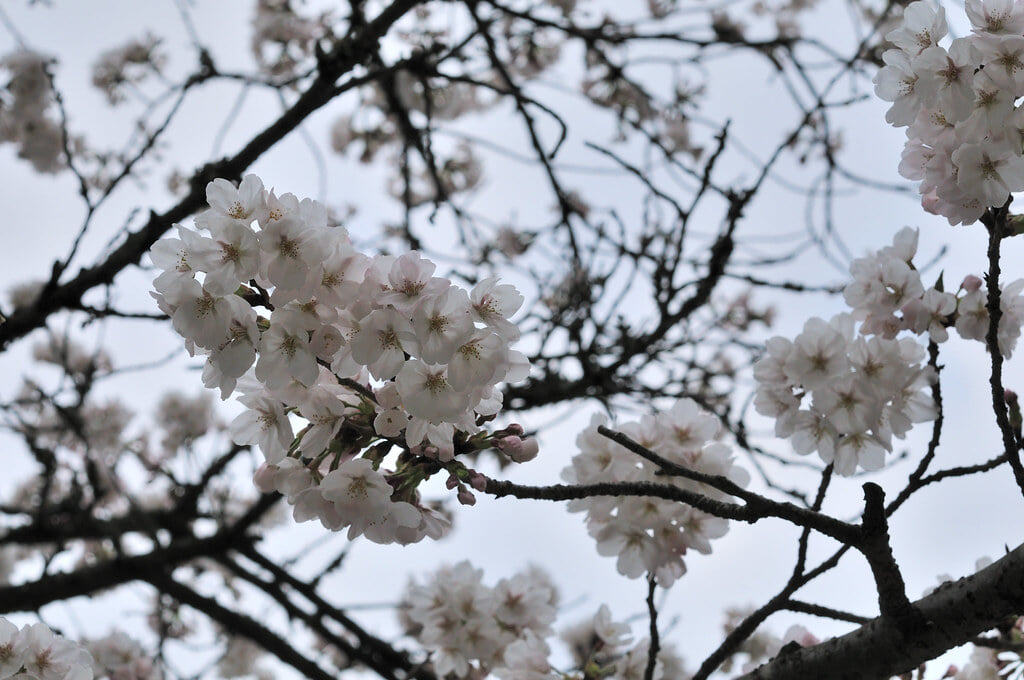 発心公園の写真 ©gtknj(CC BY 2.0)