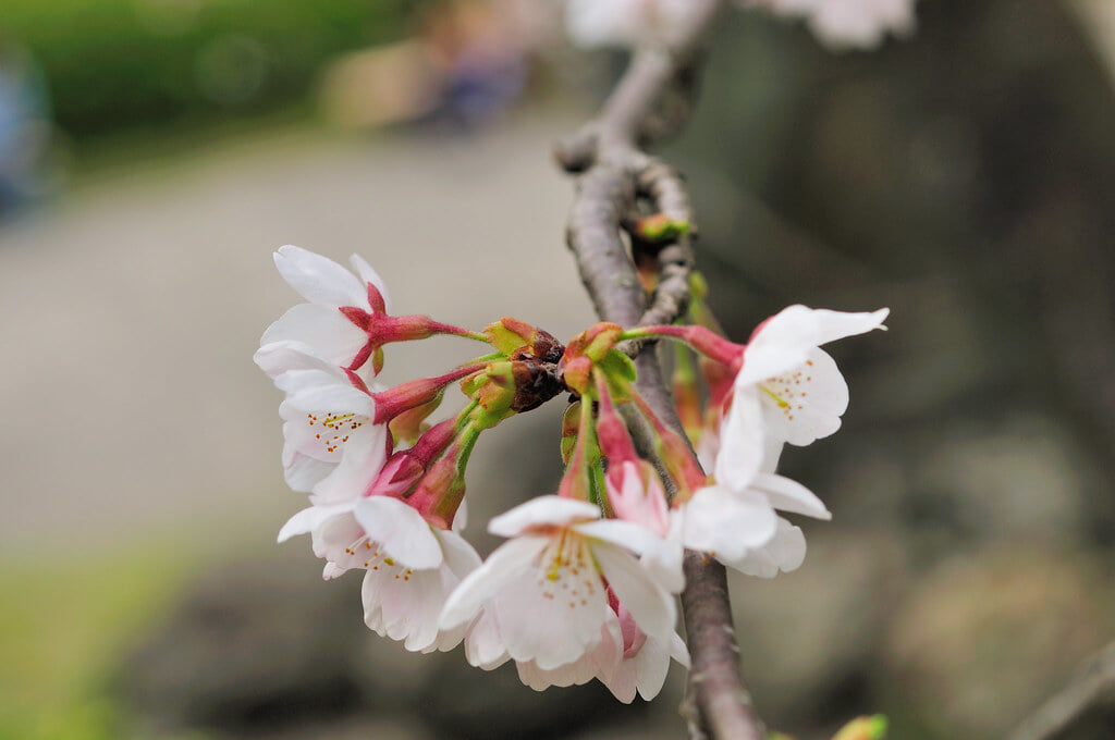 発心公園の写真 ©gtknj(CC BY 2.0)