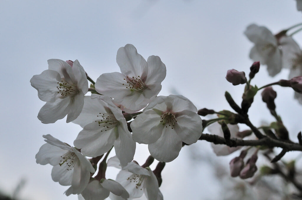発心公園の写真 ©gtknj(CC BY 2.0)