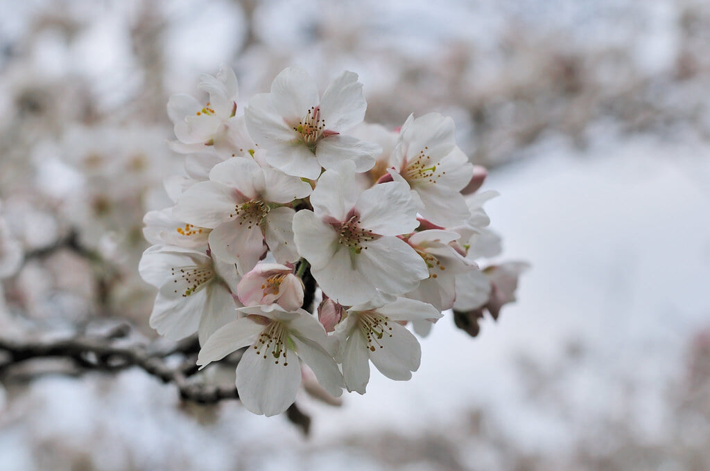 発心公園の写真 ©gtknj(CC BY 2.0)