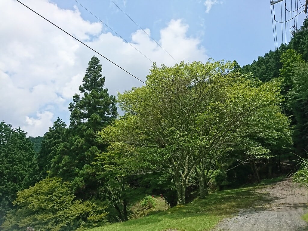叡山ケーブル・ロープウェイの写真 ©wonderstory(CC BY 2.0)