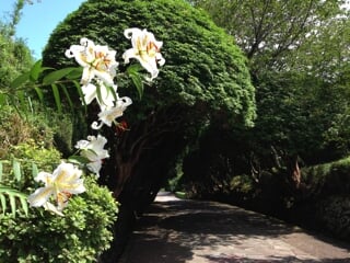 恩賜箱根公園の写真 出典:神奈川県/神奈川県オープンデータ(CC BY 4.0)