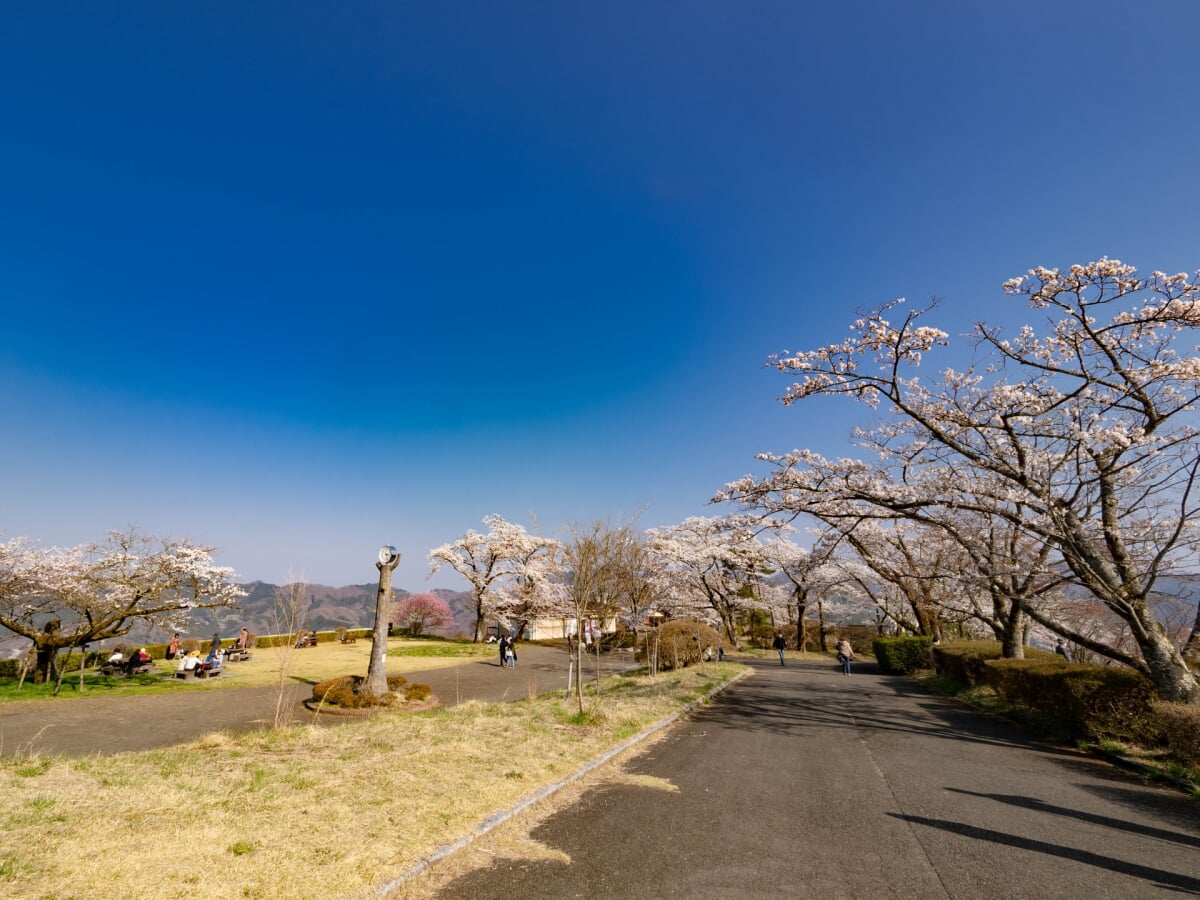 美の山公園の写真 