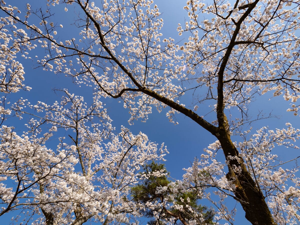 美の山公園の写真 