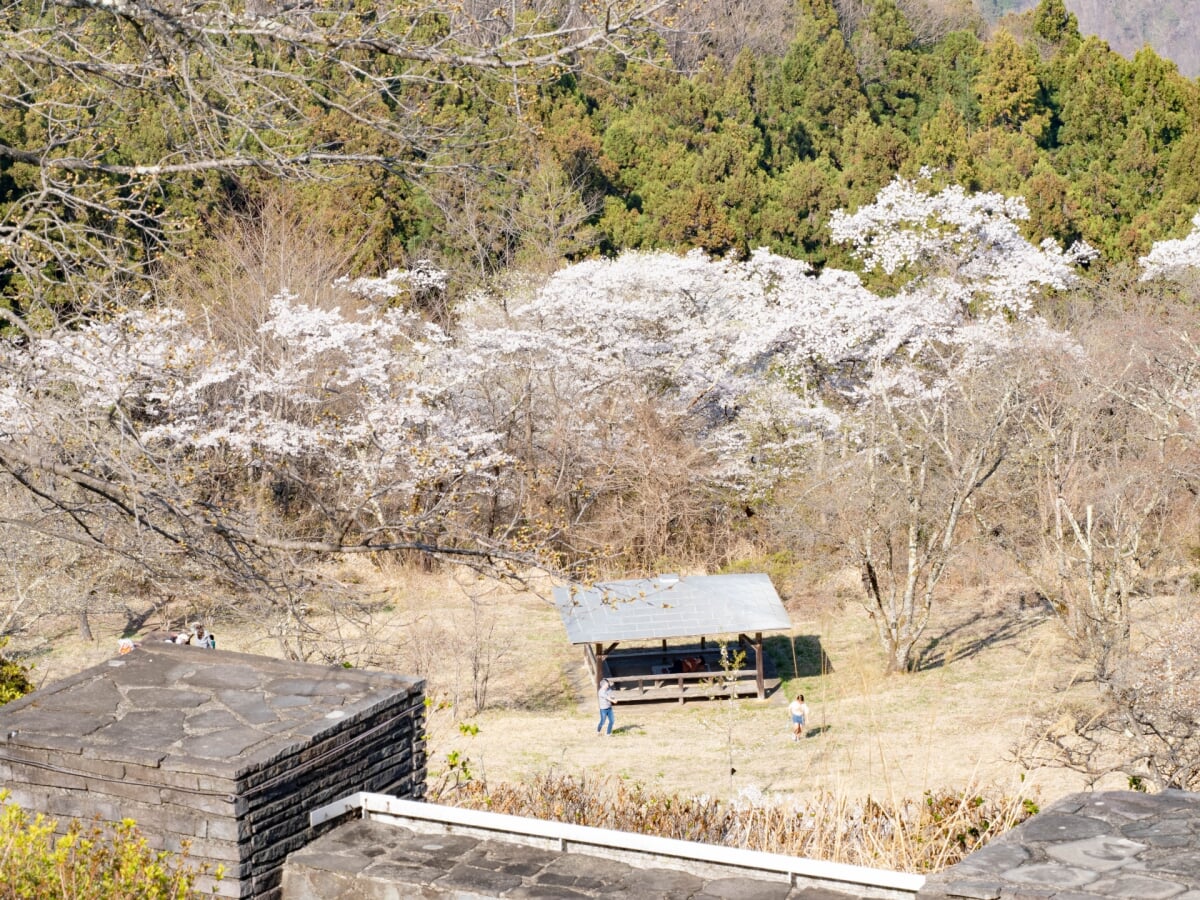美の山公園の写真 