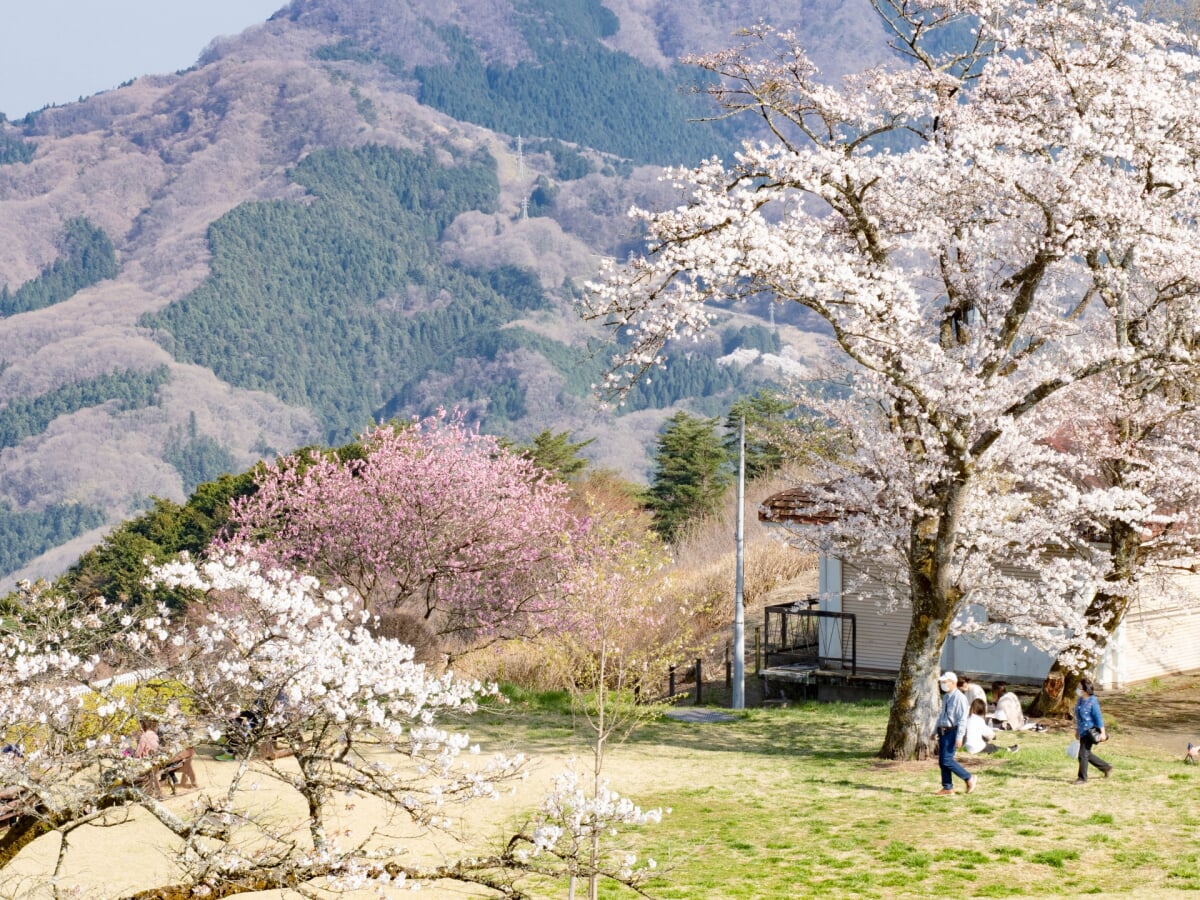 美の山公園の写真 