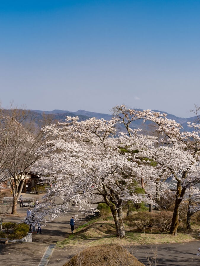 美の山公園の写真 