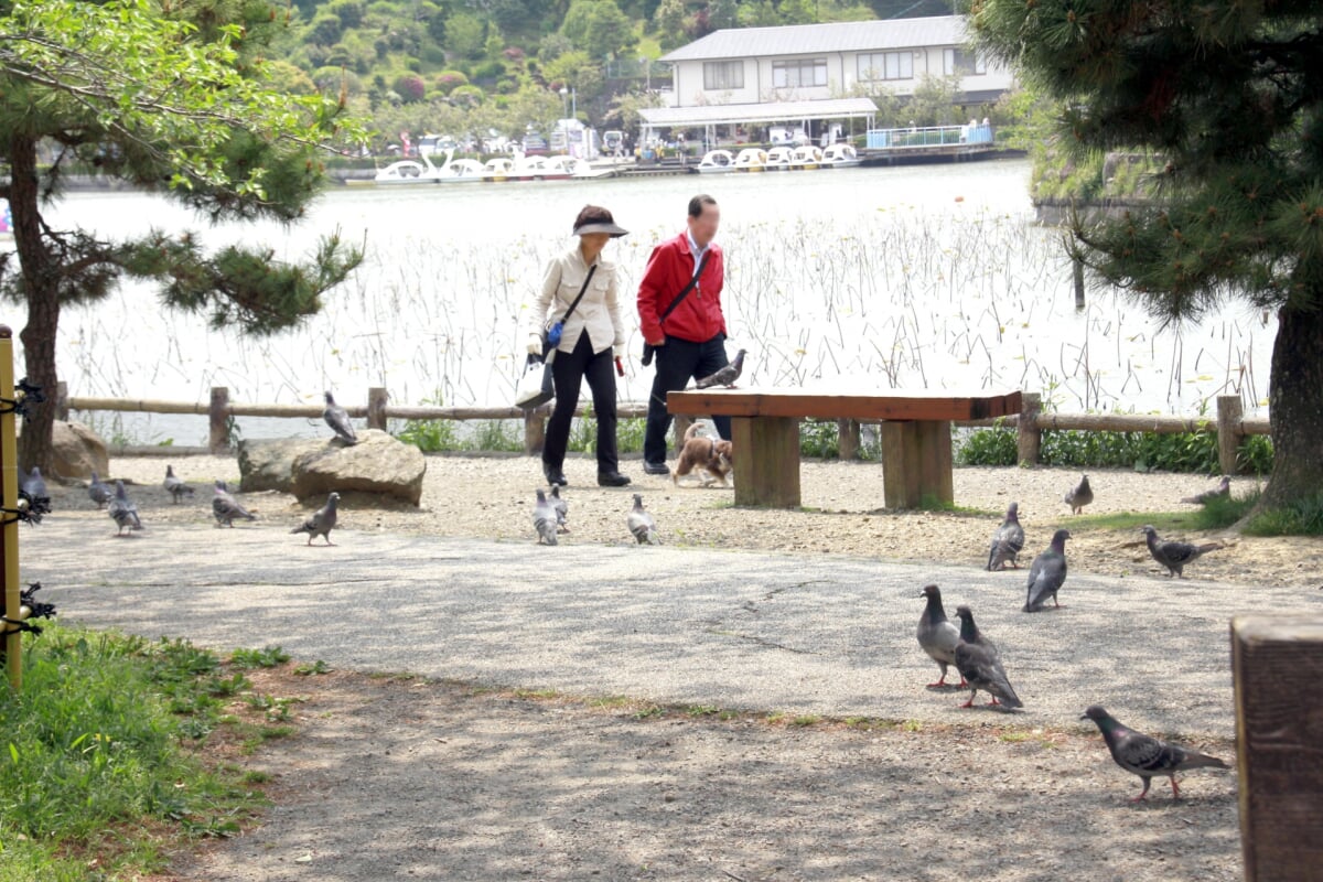 蓮池公園の写真 
