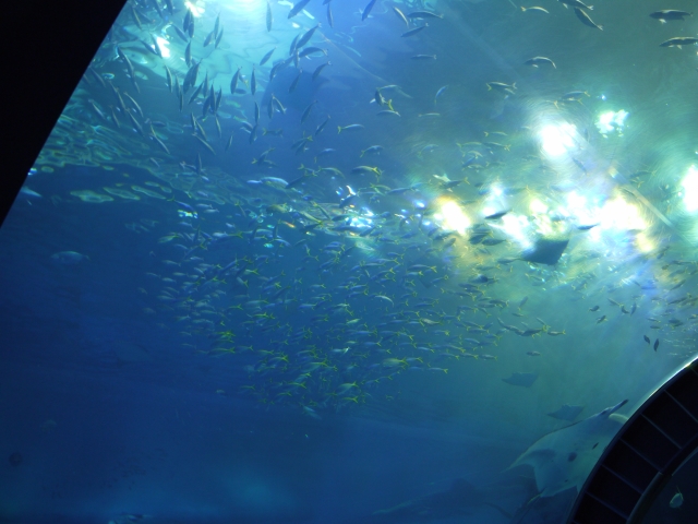 沖縄美ら海水族館の写真 