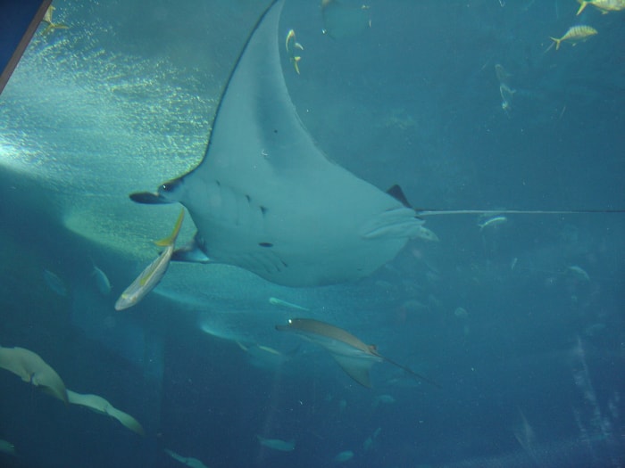 沖縄美ら海水族館の写真 