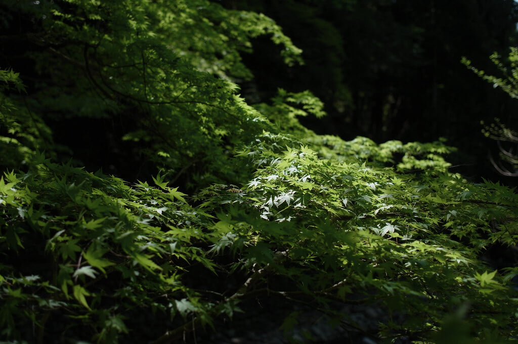 くらがり渓谷の写真 ©BONGURI(CC BY-ND 2.0)