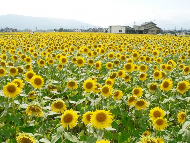 長井海の手公園 ソレイユの丘の写真 