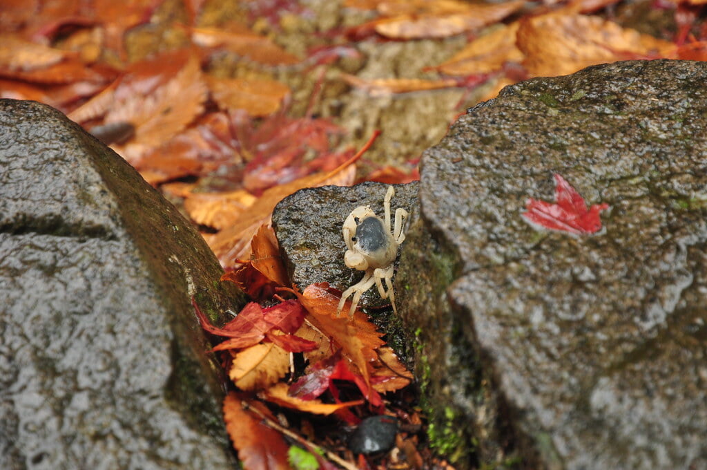 熱海梅園の写真 ©yellow_bird_woodstock(CC BY-SA 2.0)