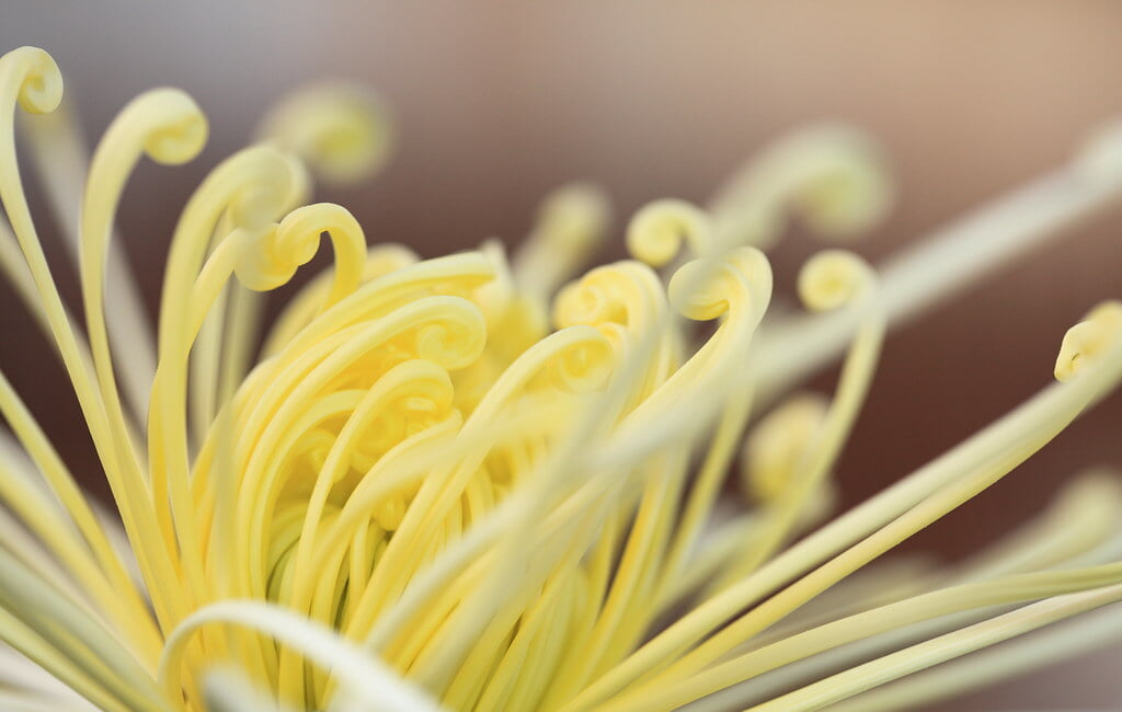 鹿沼市花木センターの写真 ©TANAKA Juuyoh (田中十洋)(CC BY 2.0)