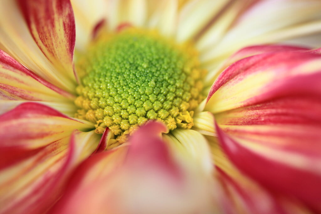 鹿沼市花木センターの写真 ©TANAKA Juuyoh (田中十洋)(CC BY 2.0)