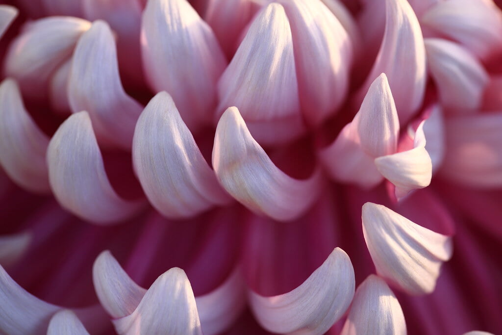 鹿沼市花木センターの写真 ©TANAKA Juuyoh (田中十洋)(CC BY 2.0)