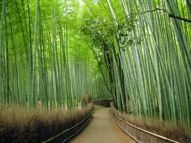 竹林の小径の写真 ©Hiroaki Kaneko(CC BY-SA 3.0)