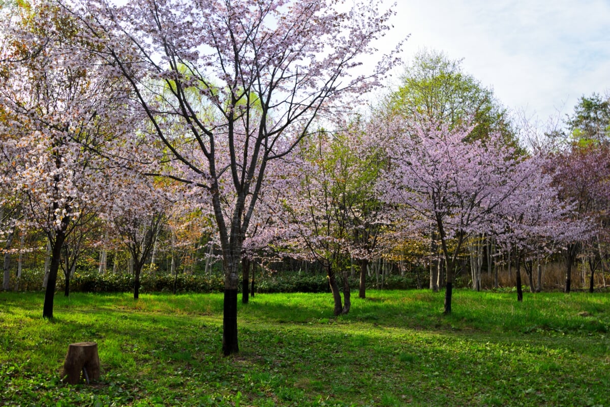 長橋なえぼ公園の写真 