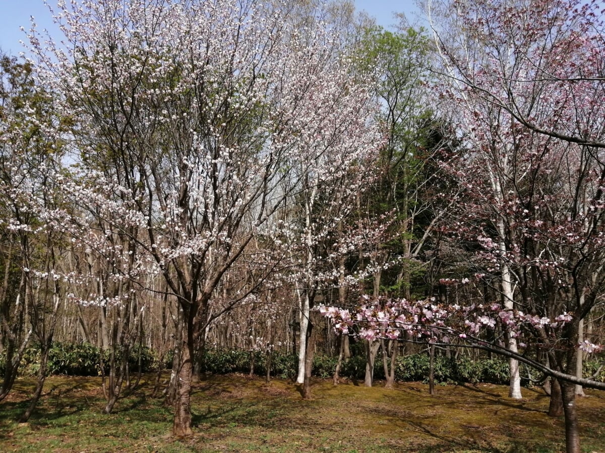長橋なえぼ公園の写真 