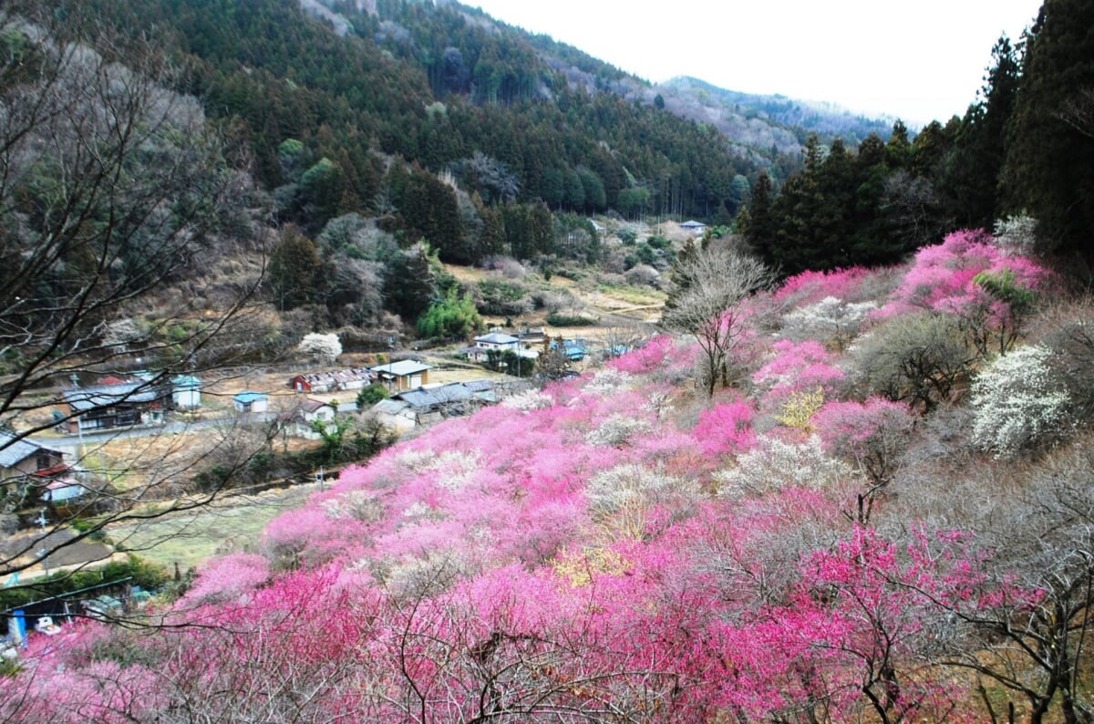 虻田福寿草の里の写真 