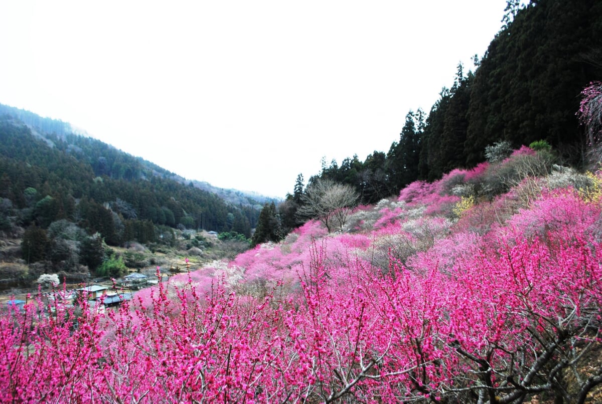 虻田福寿草の里の写真 