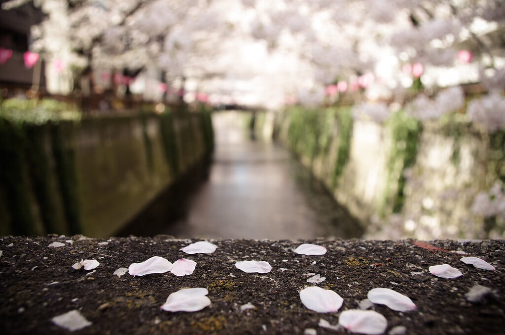 目黒川の写真 ©Saku+Takakusaki(CC BY-ND 2.0)