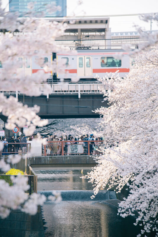 目黒川の写真 ©Dick+Thomas+Johnson(CC BY 2.0)