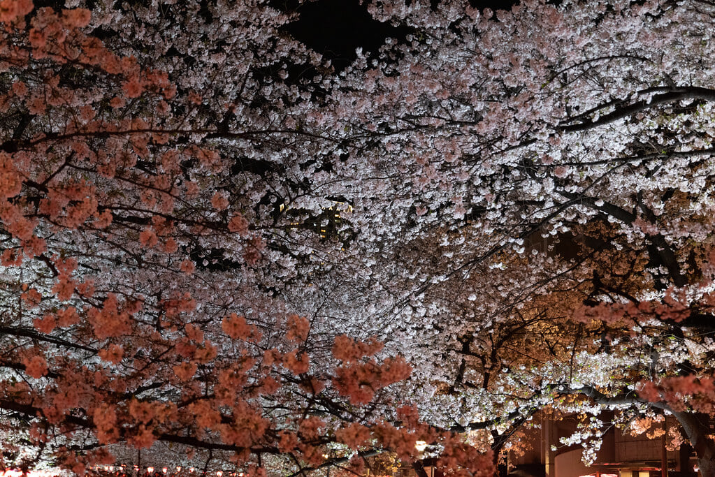目黒川の写真 ©Zengame(CC BY 2.0)