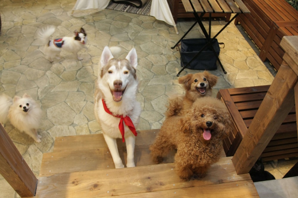 動物たちが暮らす森のカフェ アニミルの写真 