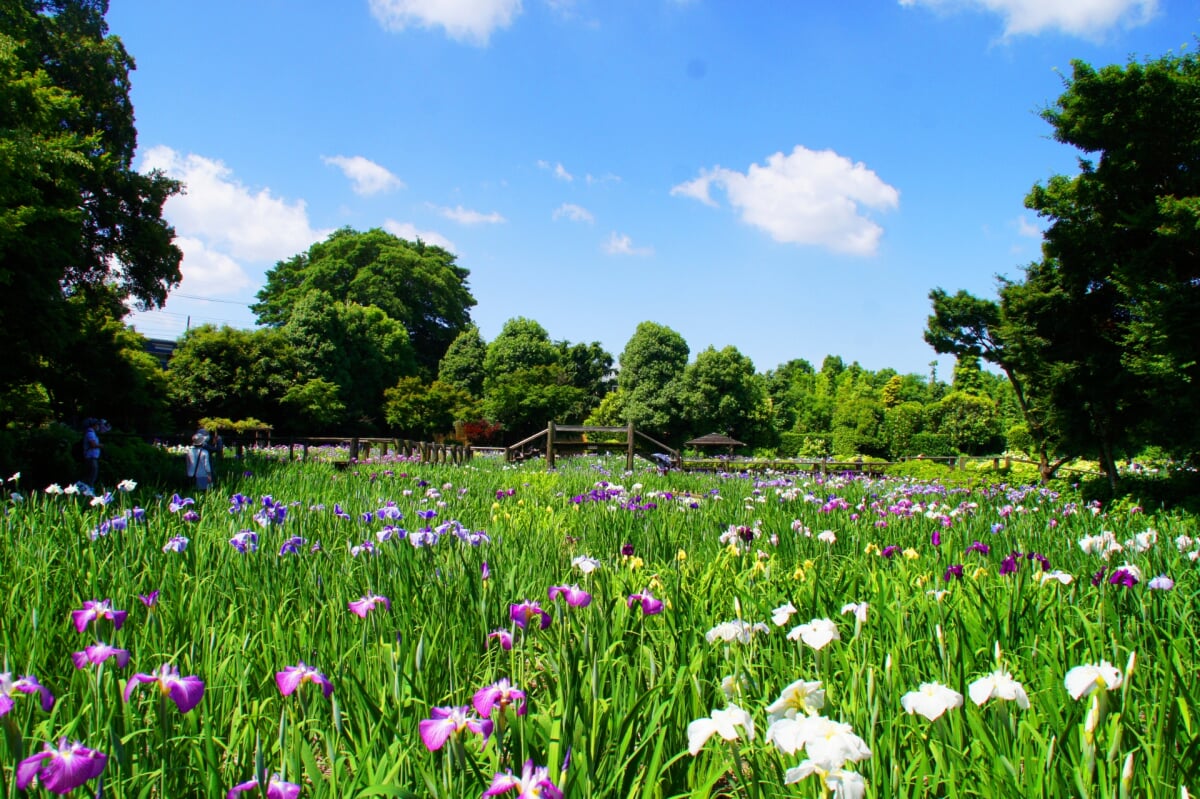 染谷花しょうぶ園の写真 