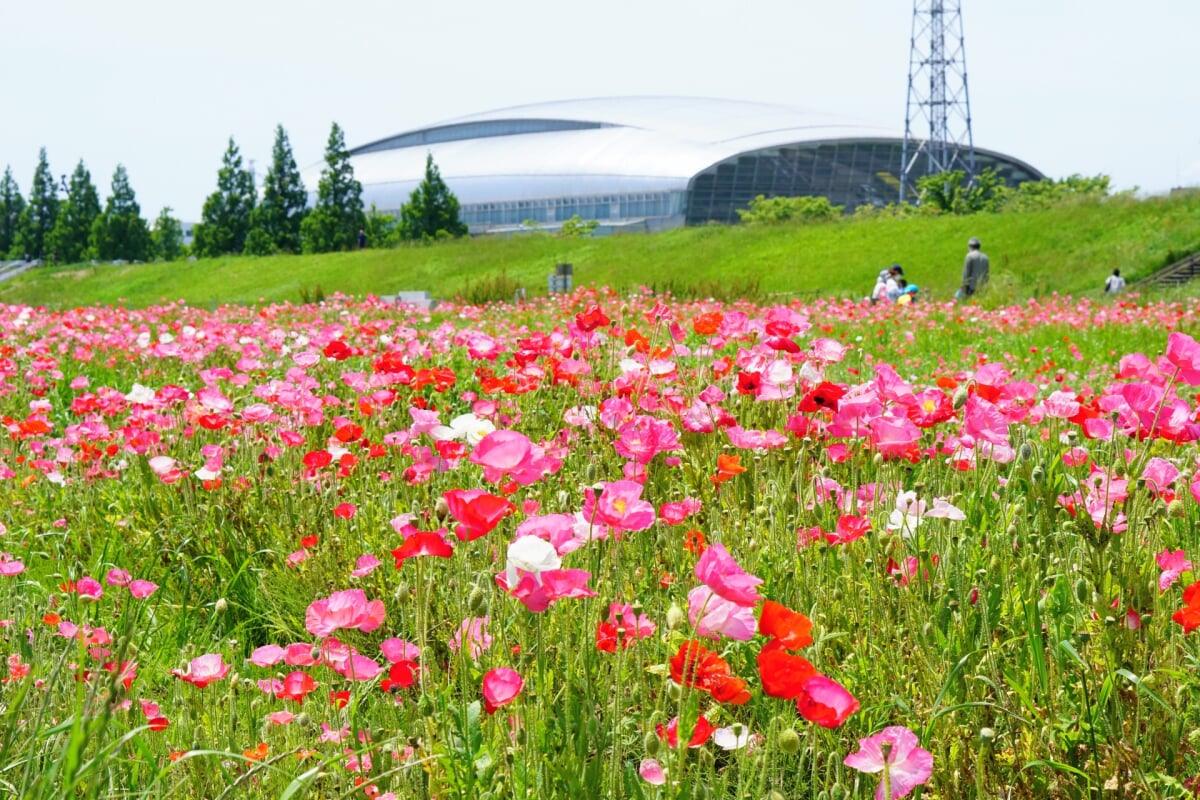 イシックス馬入のお花畑の写真 