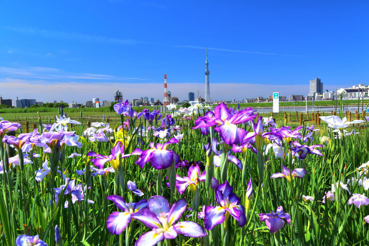 堀切公園の写真 ©くろふね(CC BY 3.0)