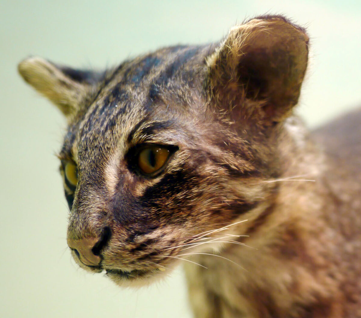 西表野生生物保護センターの写真 ©Purplepumpkins(CC BY-SA 3.0)