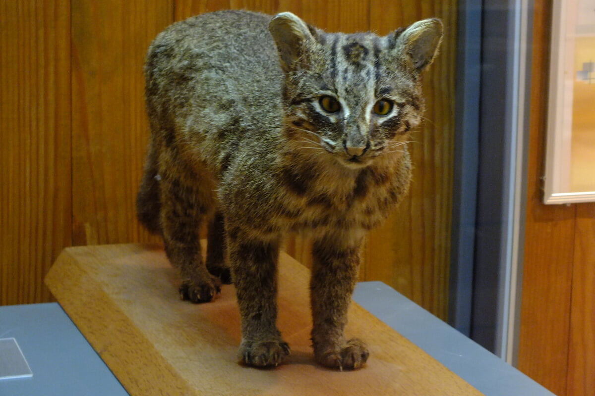 西表野生生物保護センターの写真 ©松岡明芳(CC BY-SA 4.0)