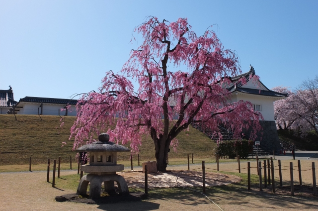 国指定史跡山形城跡 霞城公園の写真 