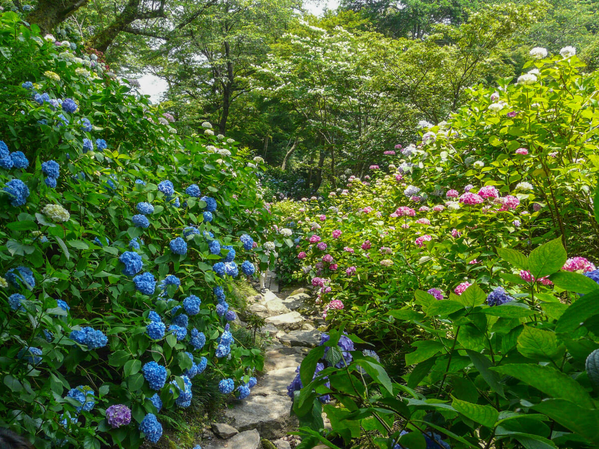 矢田寺の写真 ©Naokijp(CC BY-SA 4.0)