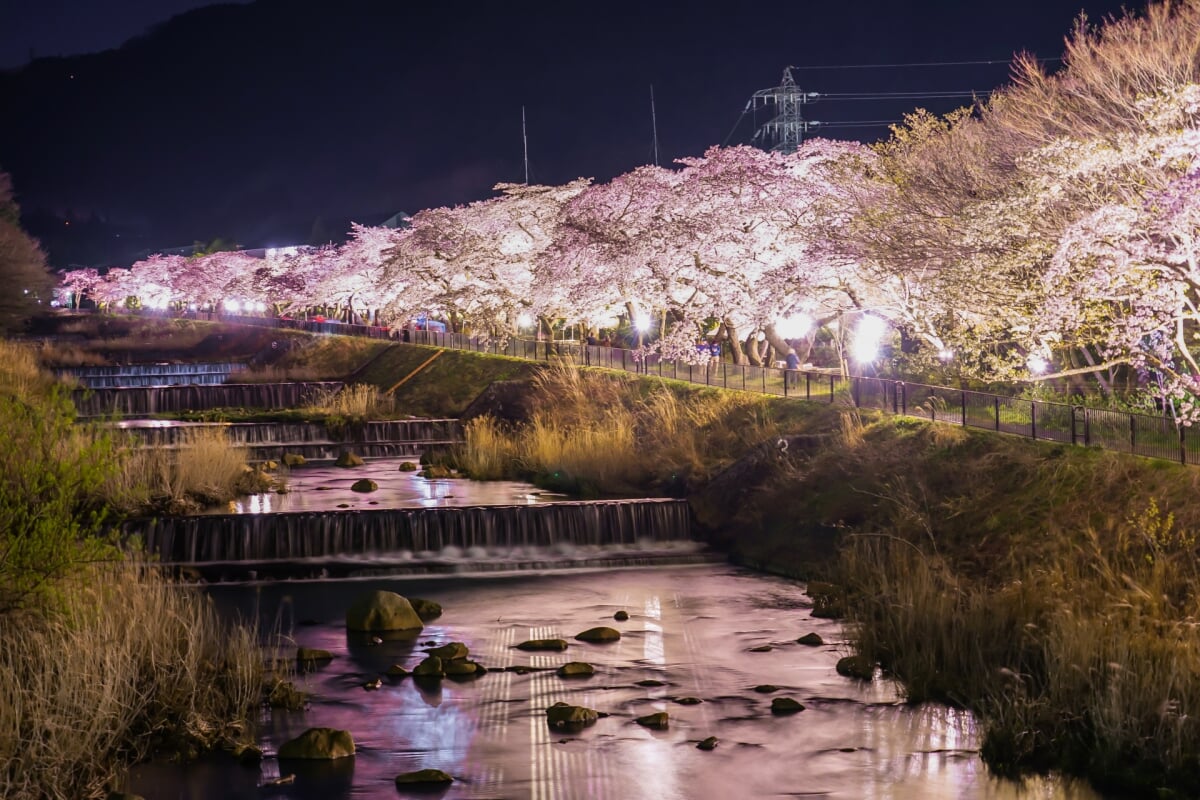 宮城野早川堤の写真 
