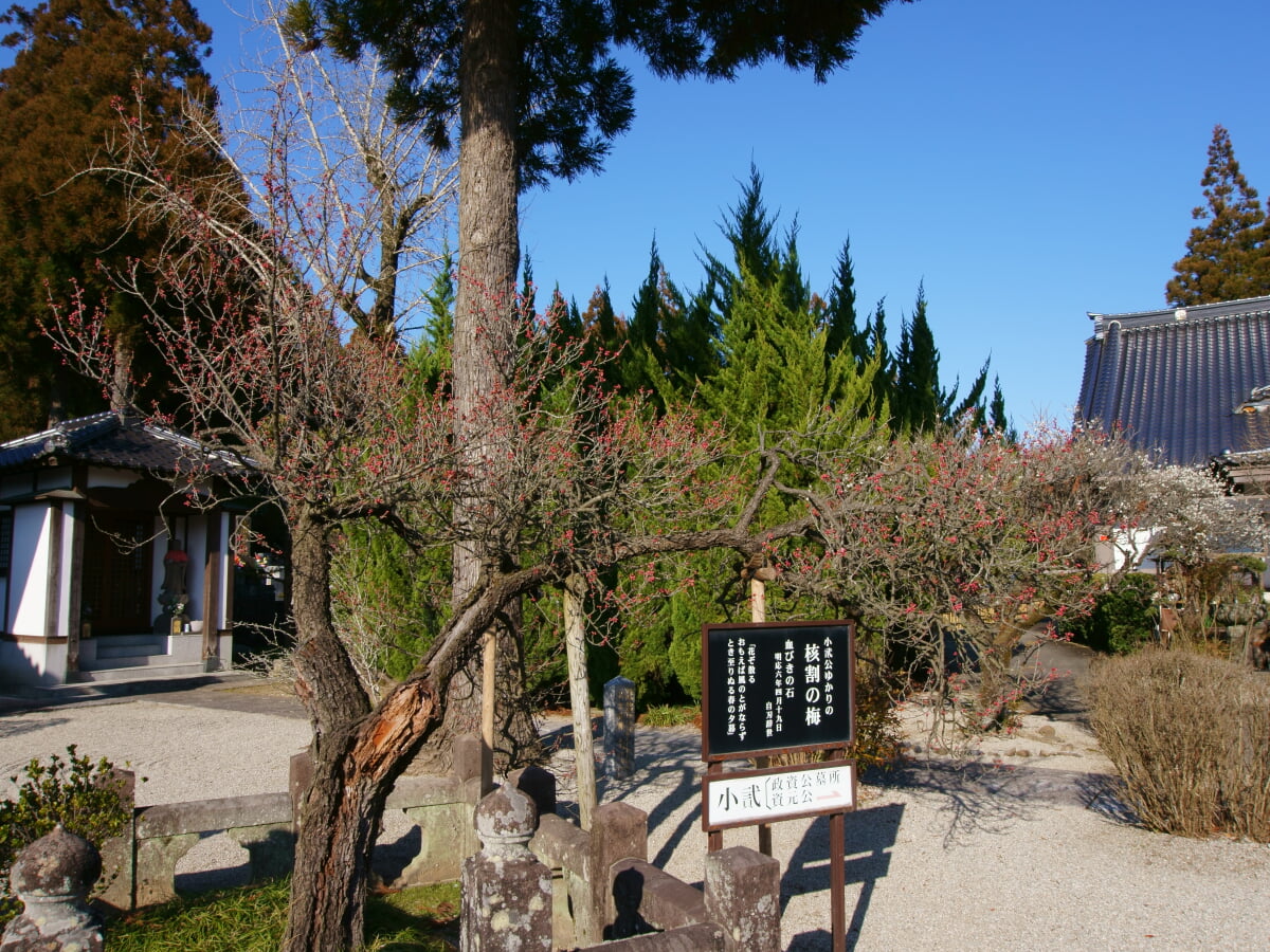 専称寺の写真 ©Peka(CC BY-SA 4.0)