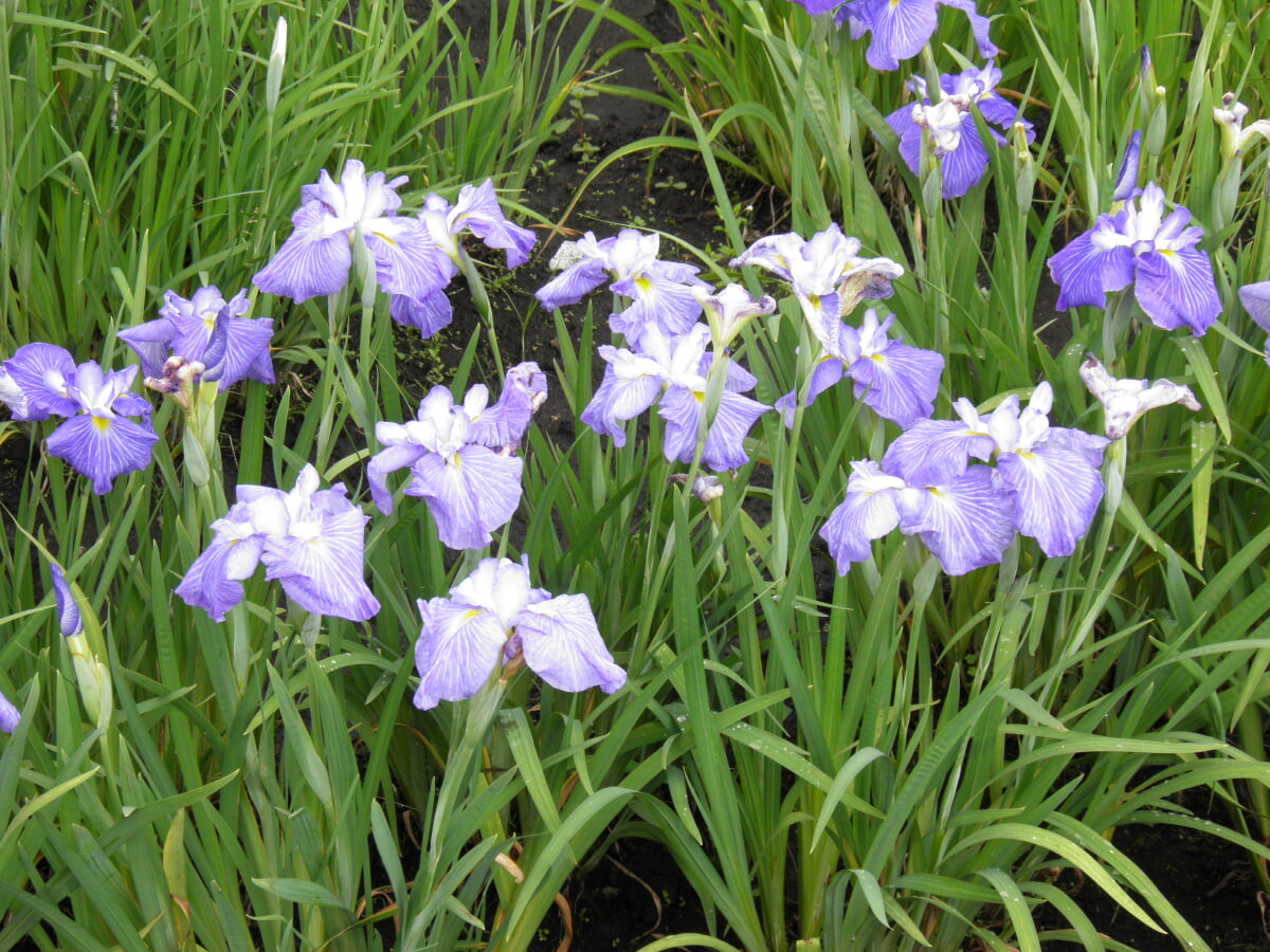 花菖蒲の郷公園の写真 ©菊地和男(CC BY-SA 4.0)