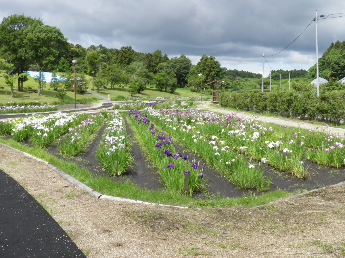 花菖蒲の郷公園の写真 ©菊地和男(CC BY-SA 4.0)
