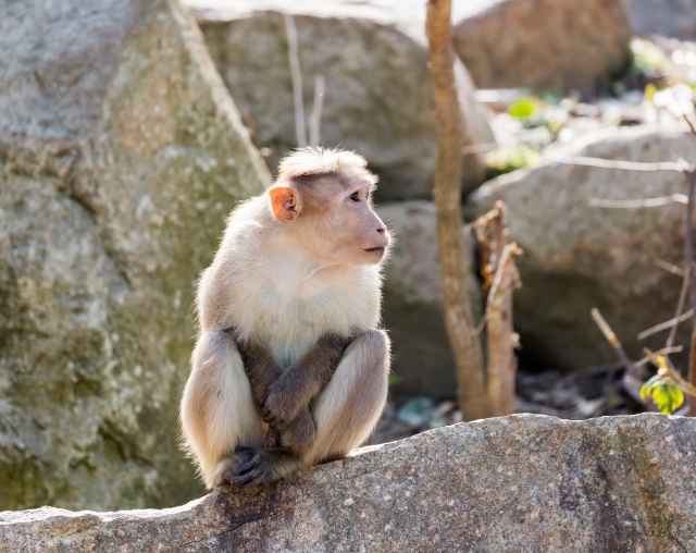 ときわ動物園の写真 