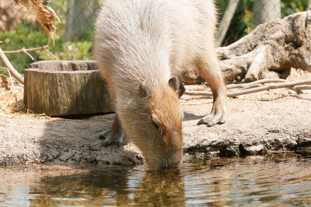 ときわ動物園の写真 