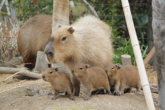 ときわ動物園の写真 