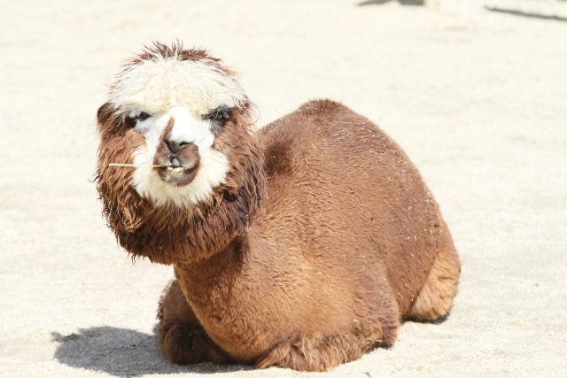 ときわ動物園の写真 